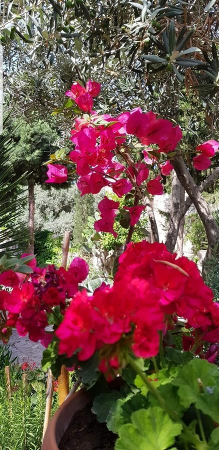 Medusa House Butik Hotel Ντιντίμ Εξωτερικό φωτογραφία